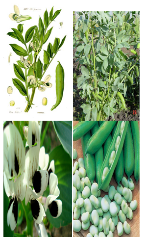 đậu dâu tằm, fava bean, bệnh thiếu men G6PD, tán huyết